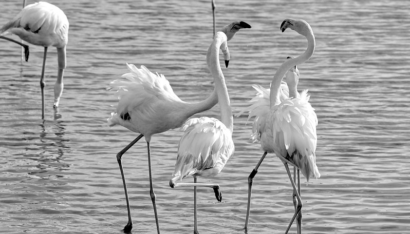 Beauté de la Camargue, des flamants roses